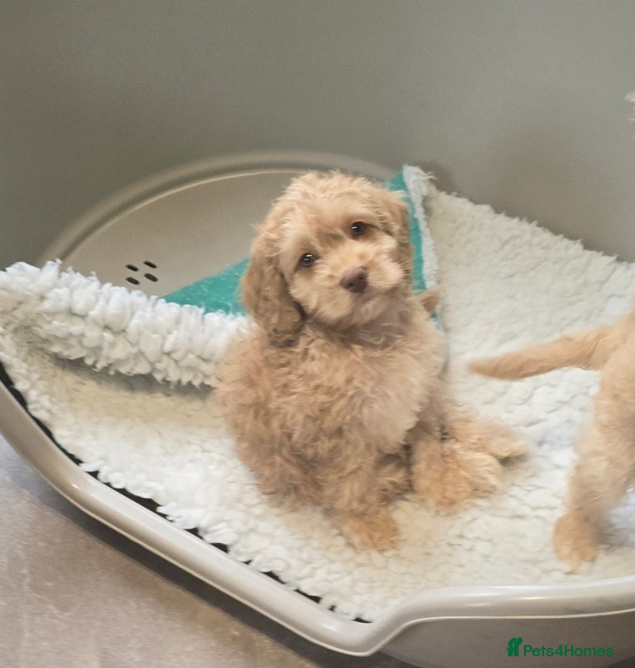 Cockapoo dogs F1 cockapoo puppies - extensive health tests - Advert 5