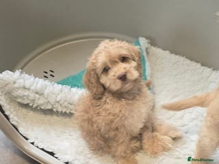 Cockapoo dogs F1 cockapoo puppies - extensive health tests - Advert 5