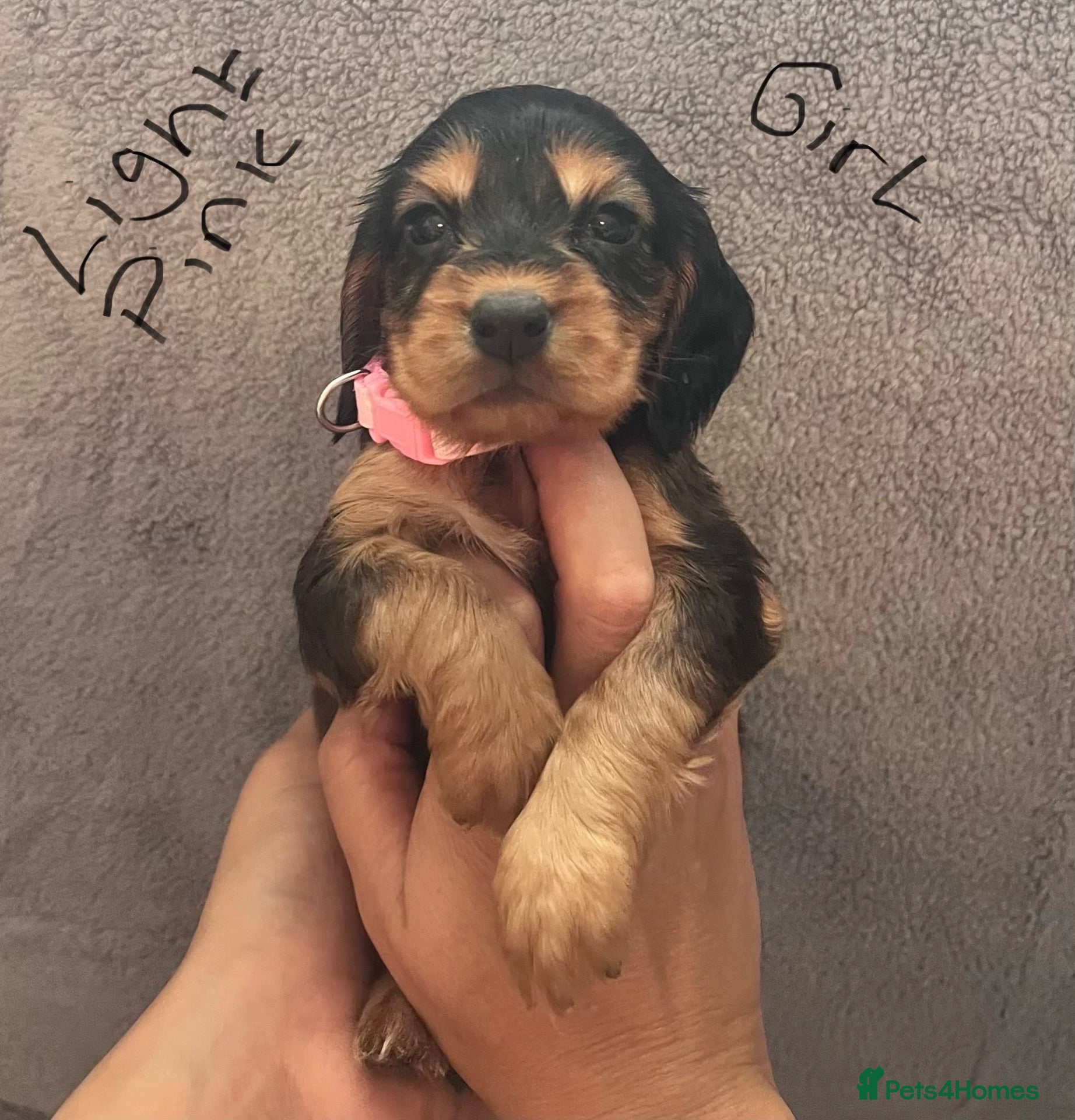 Cocker Spaniel dogs Stunning Show type cocker spaniels - Advert 2