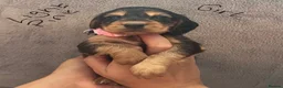 Cocker Spaniel dogs for sale: Show cocker spaniels - Advert 6