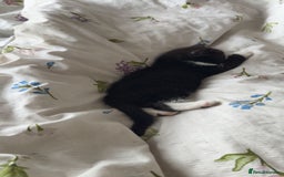 Mixed Breed cats for sale: Duchess  - Image 3