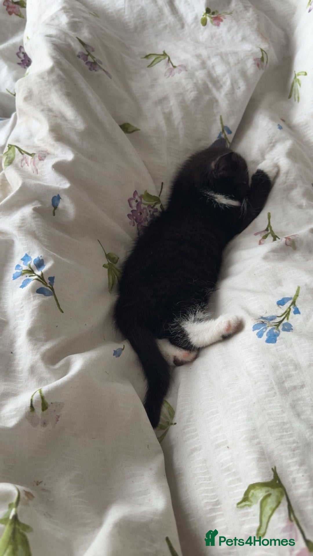 Mixed Breed cats for sale: Duchess  - Image 3