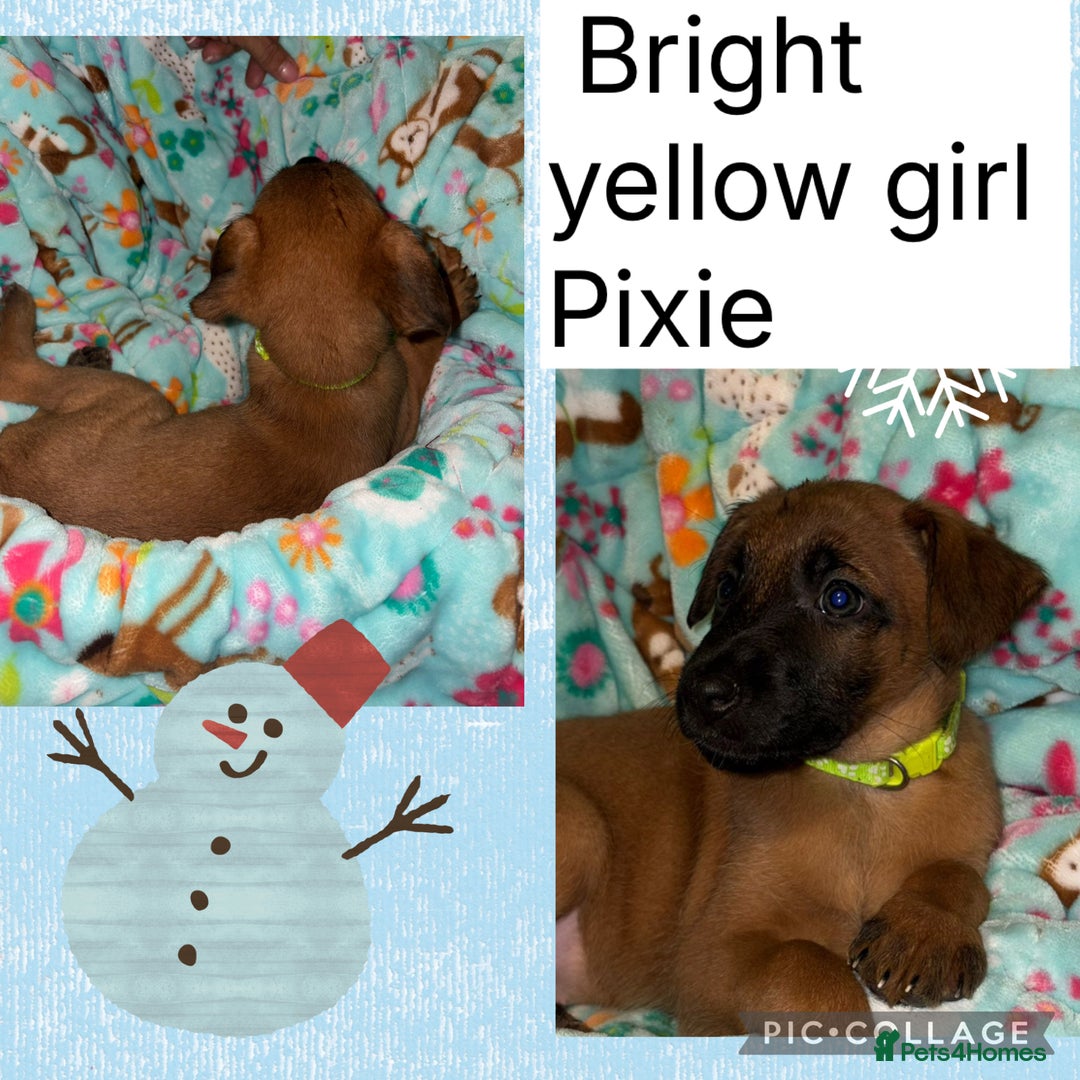 Belgian Shepherd Dog dogs for sale: 🐾 Belgian Malinois x Dutch Herder Puppies 🐾 - Advert 19