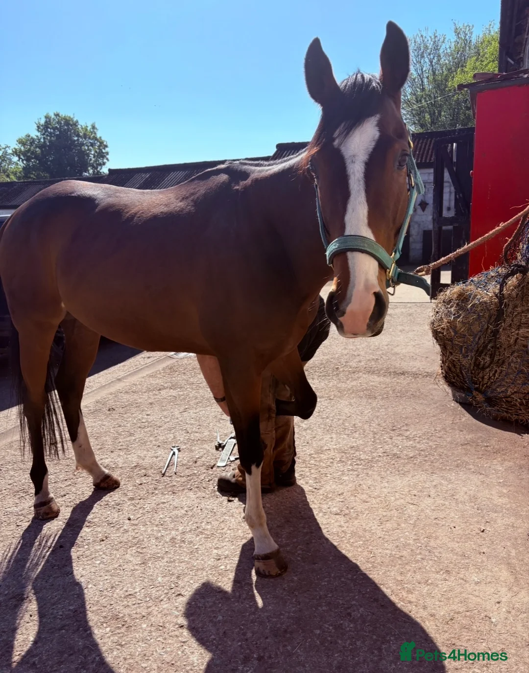 Irish Thoroughbred horses for sale: Beautiful rising 4 year old  - Advert 2