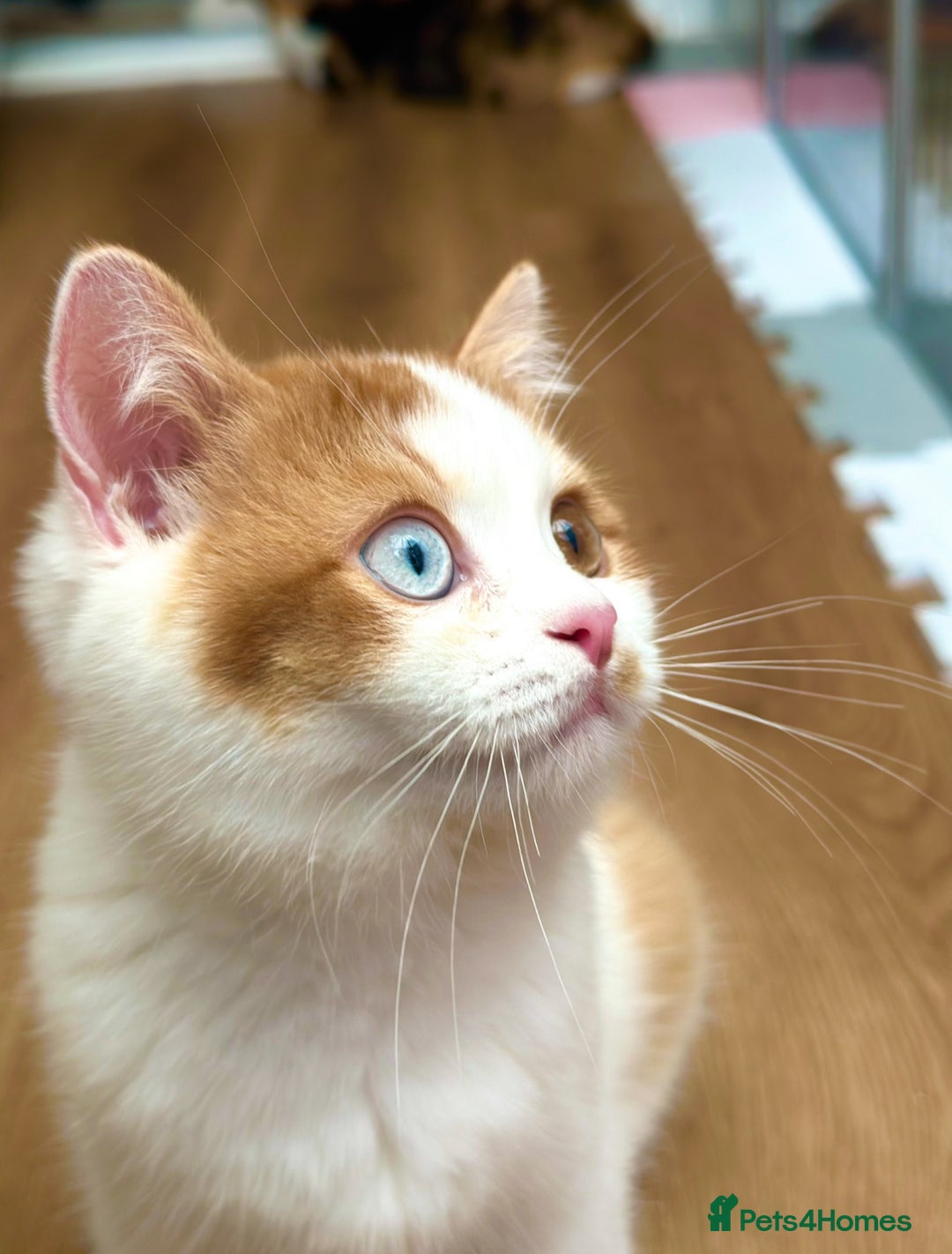 British Longhair cats for sale: Champion line PEDIGREE BLH/BSH kittens 🩵🩷💙 - Image 5
