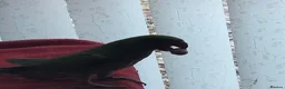 Parakeets birds for sale: Indian ring neck parrot  - Advert 8