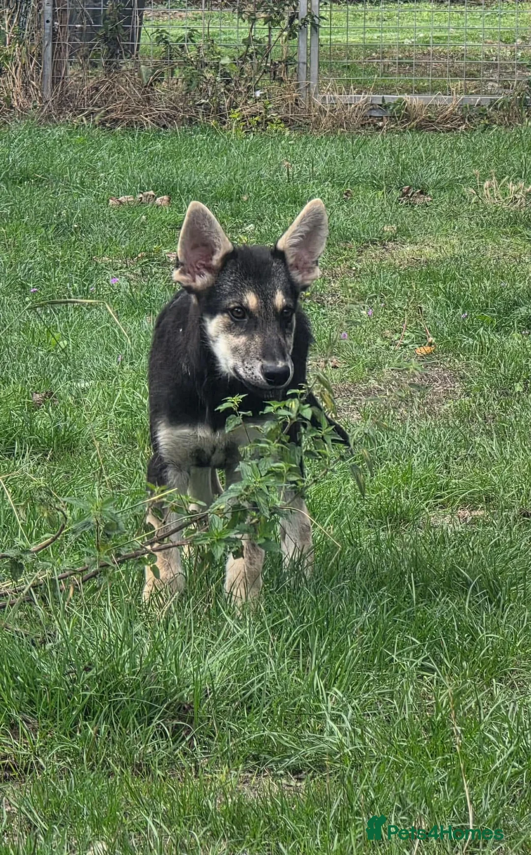 Tamaskan dogs for sale: Tamaskan Puppies *Health Tested Parents* - Advert 1