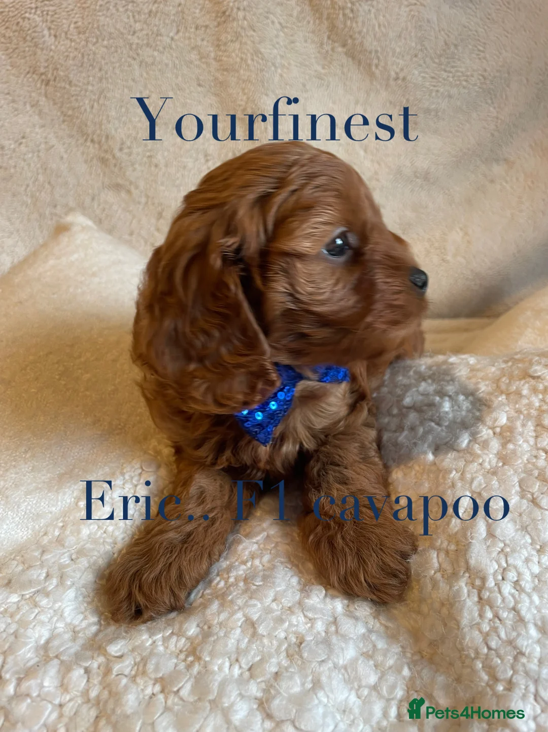 Cavapoo dogs for sale: Perfect F1 Cavapoos ⭐️🩵⭐️🩵⭐️🩵⭐️ in West Malling - Advert 13