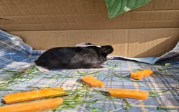 Guinea Pig rodents for sale: 2 beautiful babies arrive reserve Now  in Darwen - Image 14