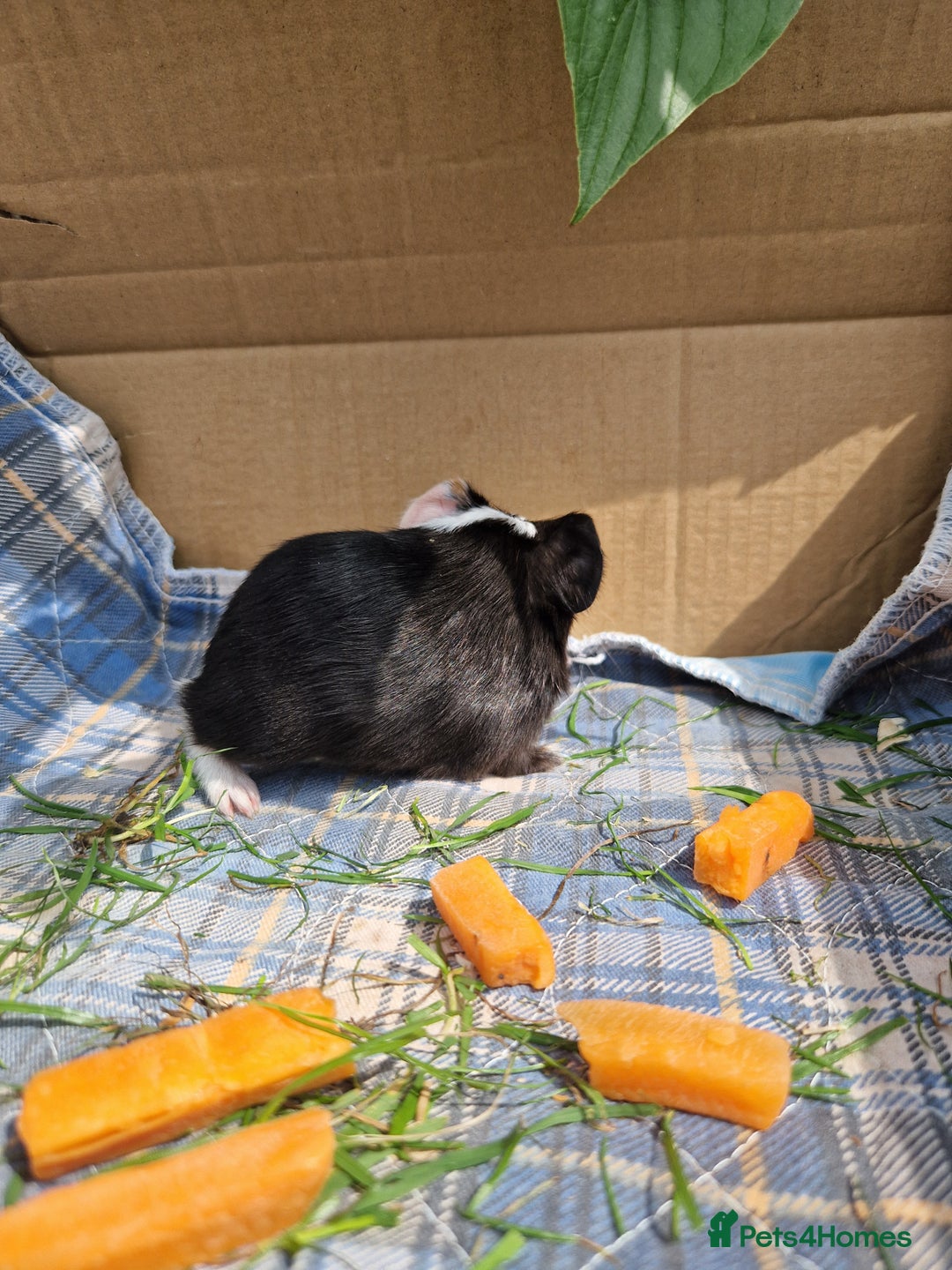 Guinea Pig rodents for sale: 2 beautiful babies arrive reserve Now  in Darwen - Image 14