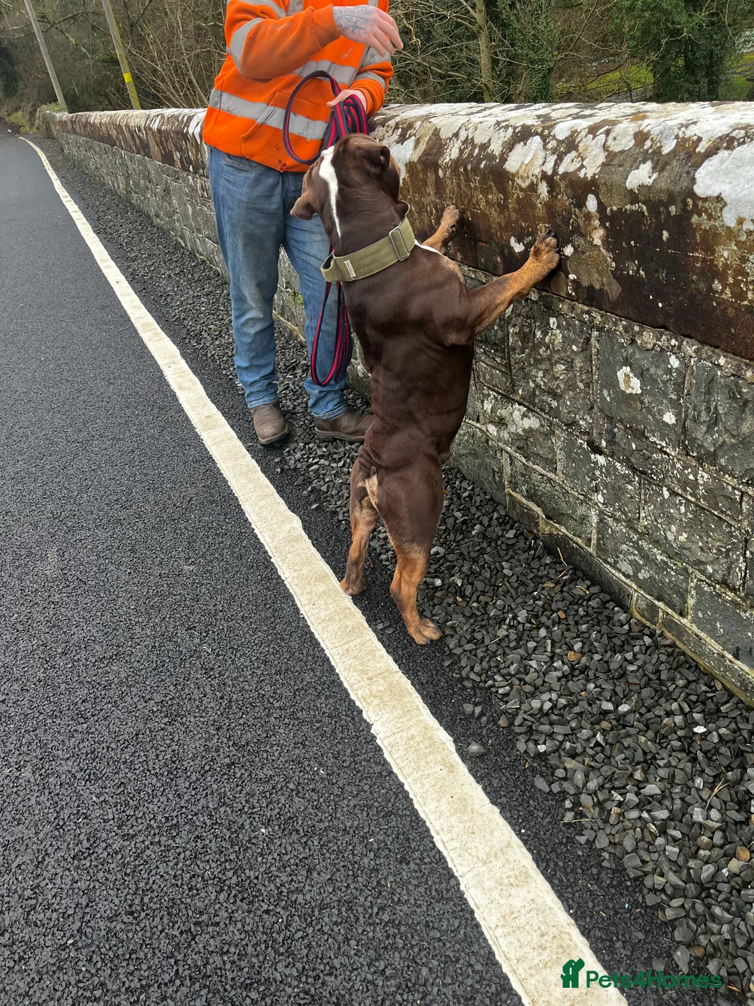 English Bulldog dogs for sale: English Bulldog  - Advert 3