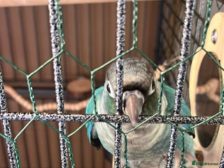 Conures birds Turquoise conure parrot - Advert 1