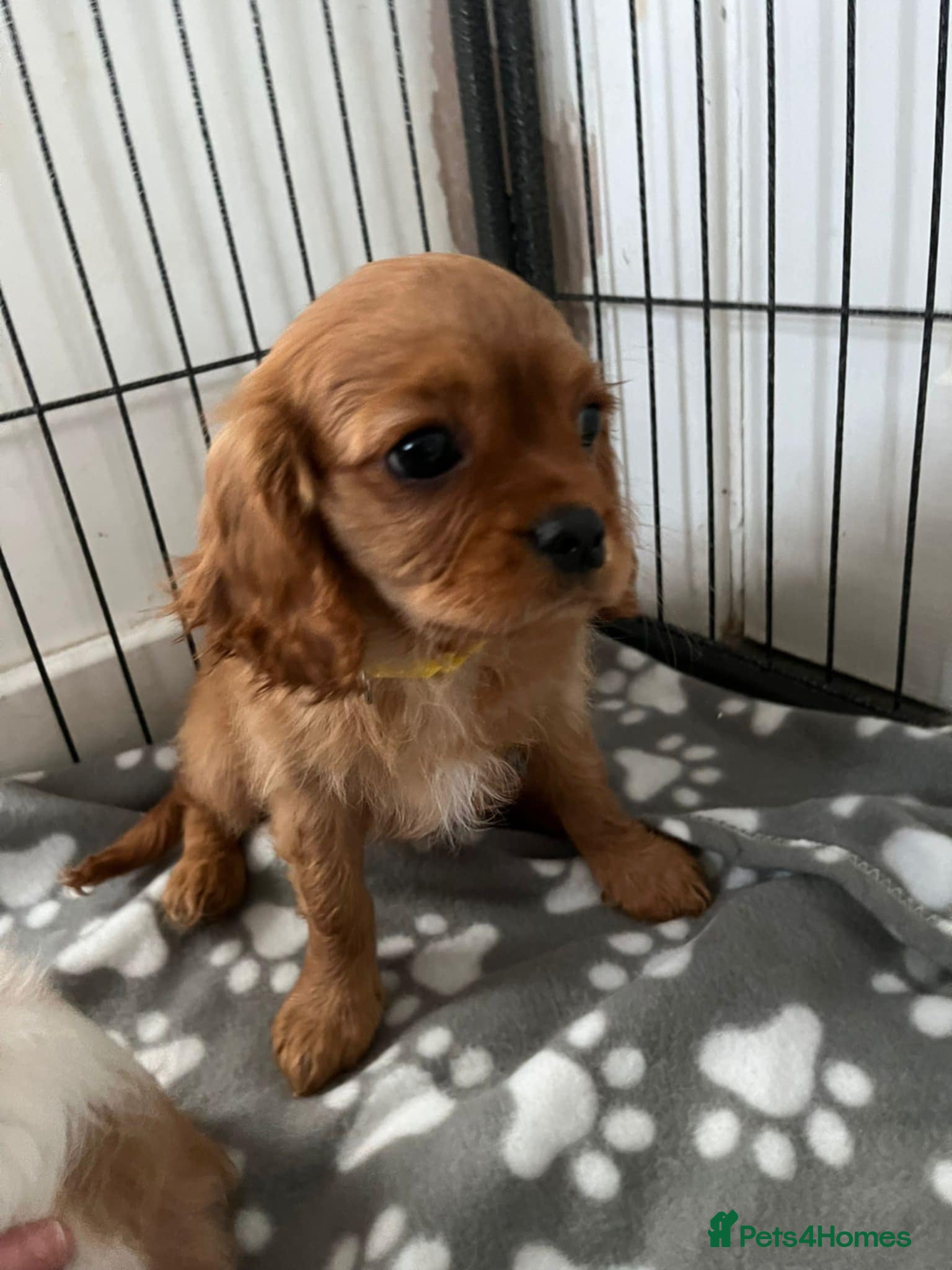 Cavalier King Charles Spaniel dogs Kc reg Cavalier king Charles  - Advert 2