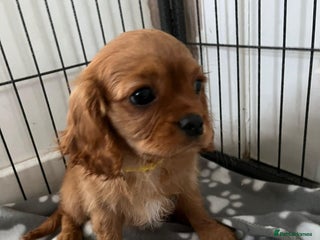Cavalier King Charles Spaniel dogs Kc reg Cavalier king Charles - Advert 2