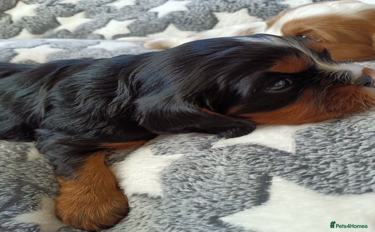 Cavalier King Charles Spaniel dogs - Advert 3