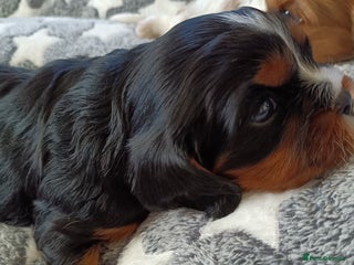 Cavalier King Charles Spaniel dogs - Advert 17