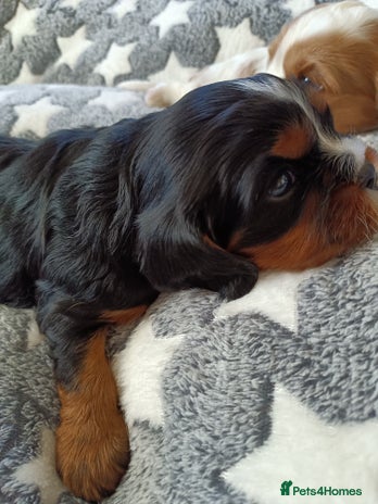 Cavalier King Charles Spaniel dogs - Advert 12