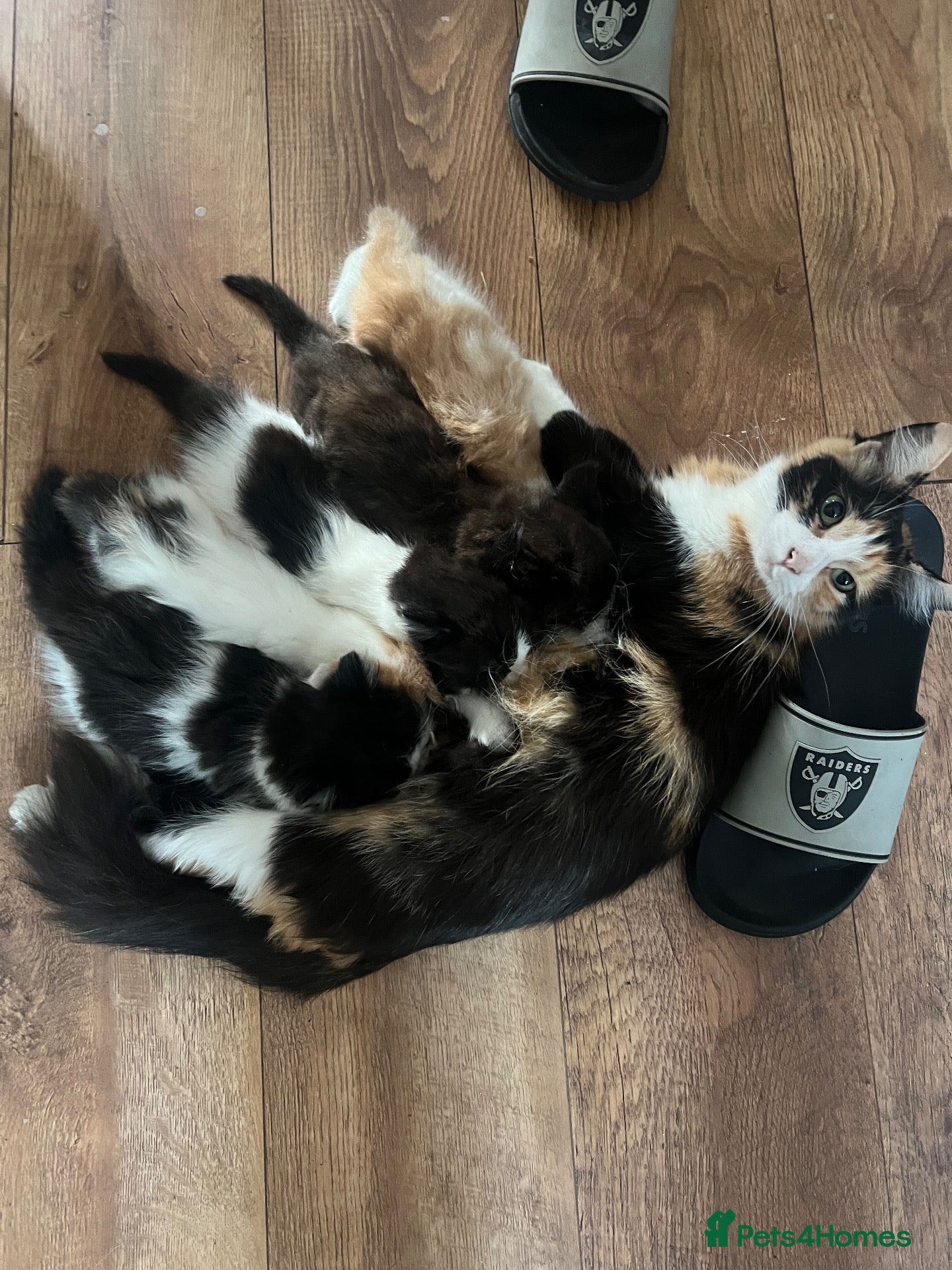 Mixed Breed cats Five adorable fluffballs looking for new homes - Advert 1
