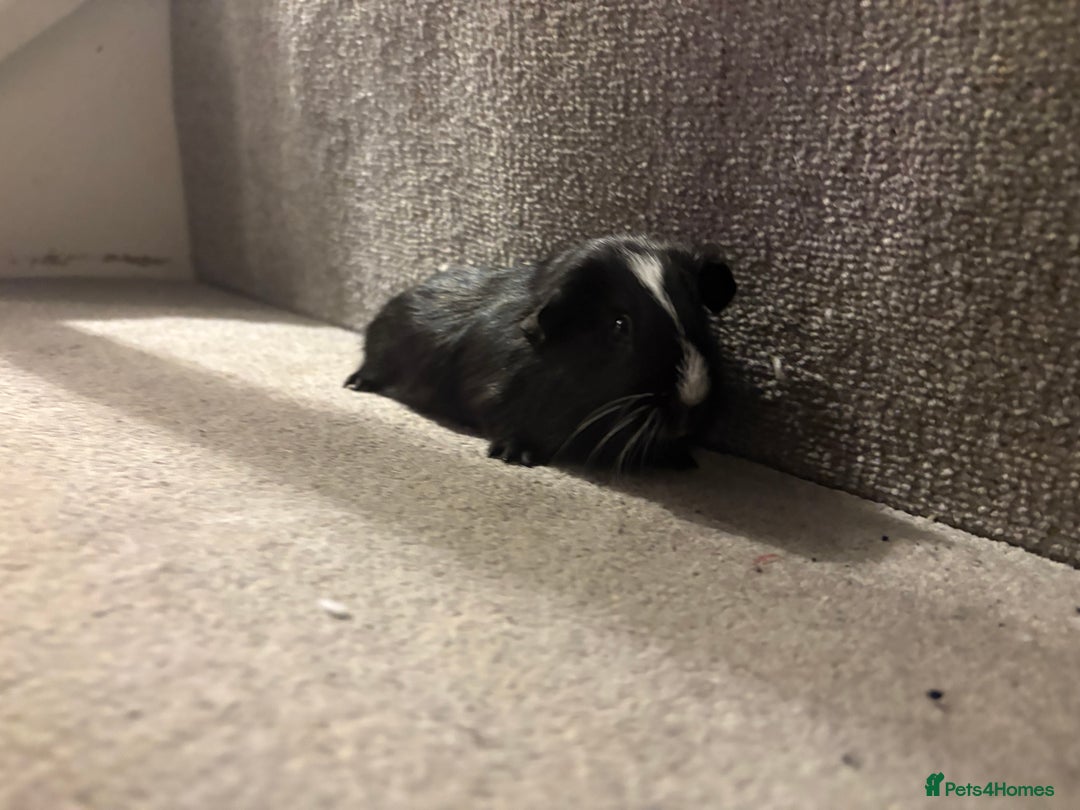 Guinea Pig rodents for sale: Baby guinea pigs  - Advert 8