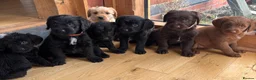 Labradoodle dogs for sale: Outstanding Pedigree F1 Labradoodle DNA Clear - Advert 1