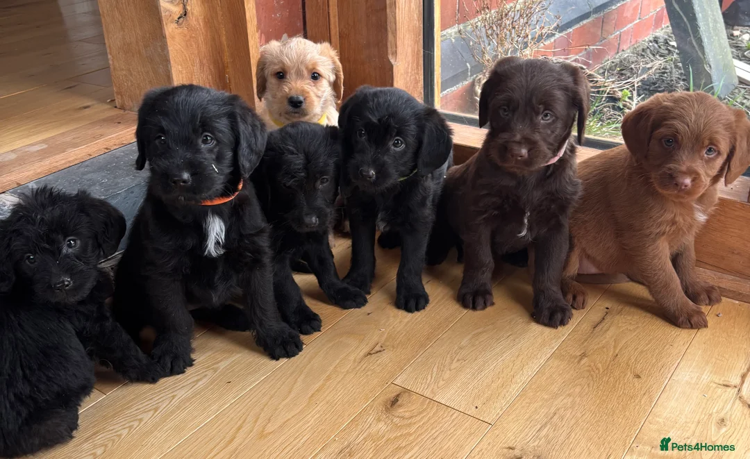 Labradoodle dogs for sale: Outstanding Pedigree F1 Labradoodle DNA Clear - Advert 1