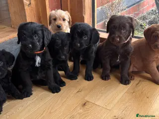 Labradoodle dogs Outstanding Pedigree F1 Labradoodle DNA Clear - Advert 3