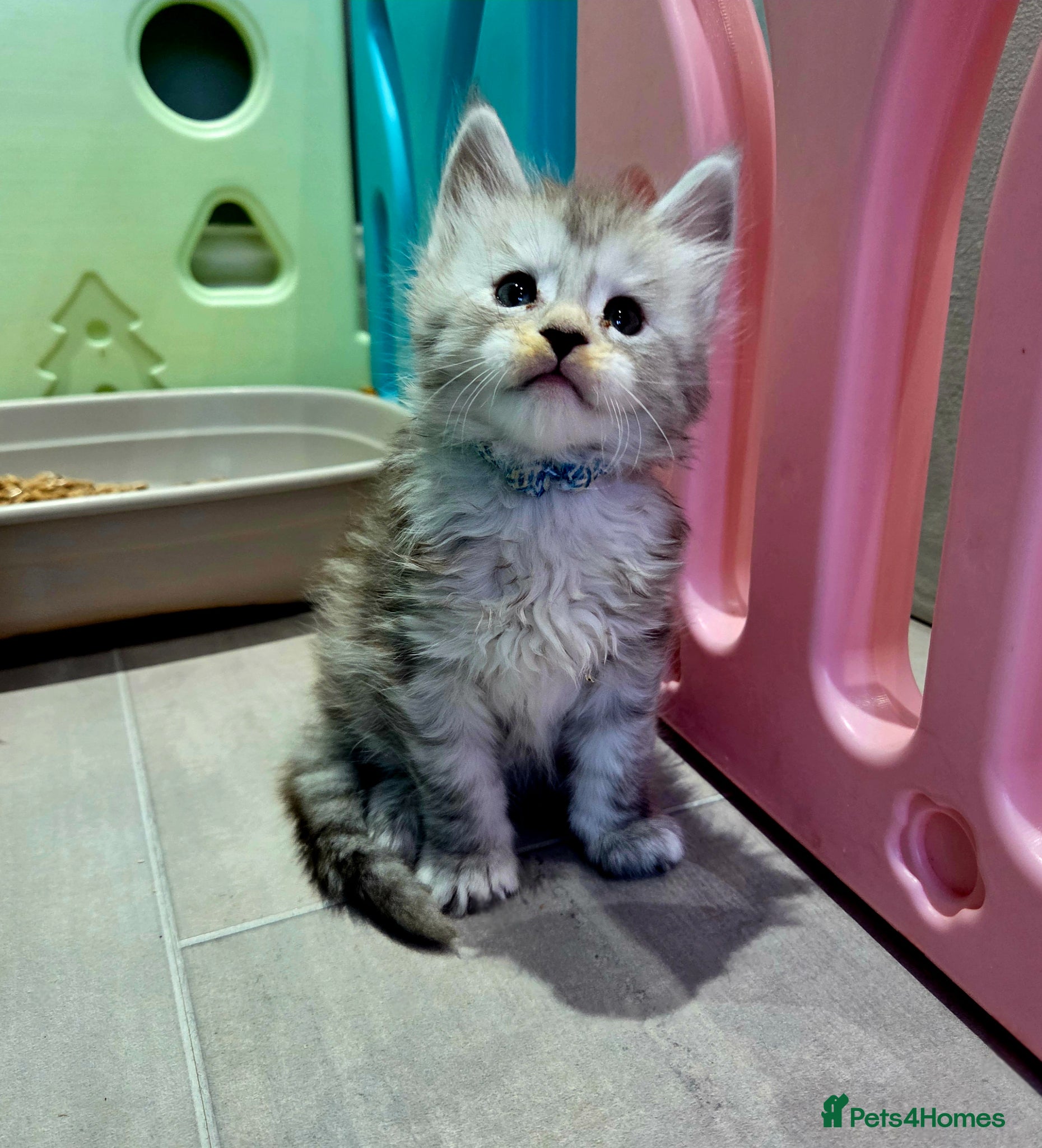 Maine Coon cats Rare polydactyl and silver kittens - Advert 1