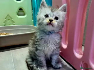 Maine Coon cats Rare polydactyl and silver kittens - Advert 12