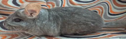 Chinchilla rodents for sale: Variety of chinchillas babys and adults - Advert 32