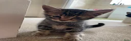 Mixed Breed cats for sale: 7 Kittens for Sale  in Marlow - Advert 4