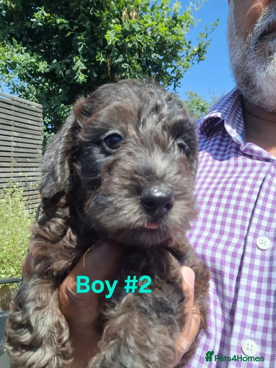Miniature Dachshund dogs for sale: Gorgeous Mini-Wire Dachsund Doodle pups - Advert 2