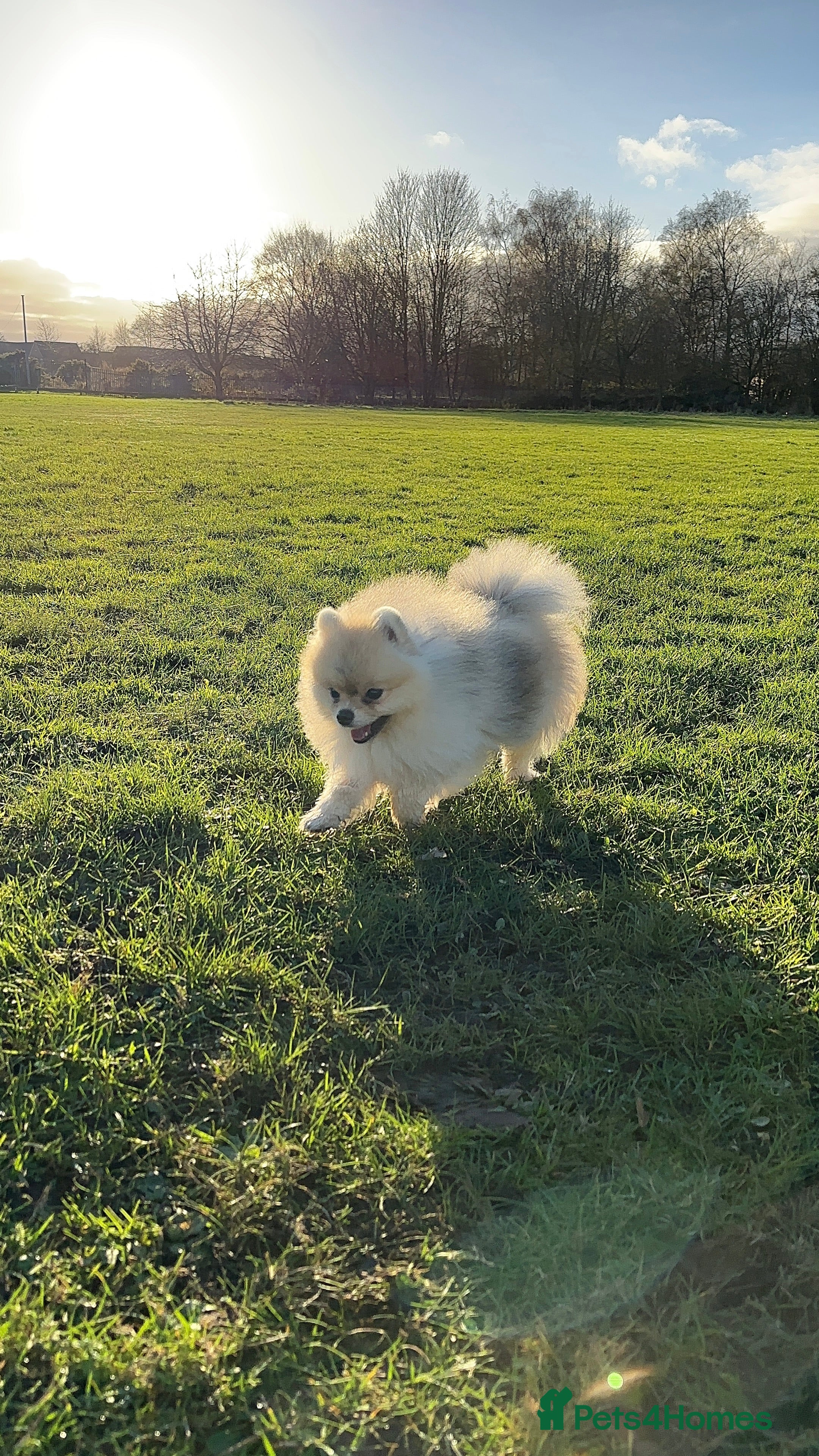 Pomeranian dogs 🌟✨ Elite Pomeranian Stud Available  ✨🌟 - Advert 6