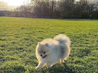 Pomeranian dogs - Advert 26