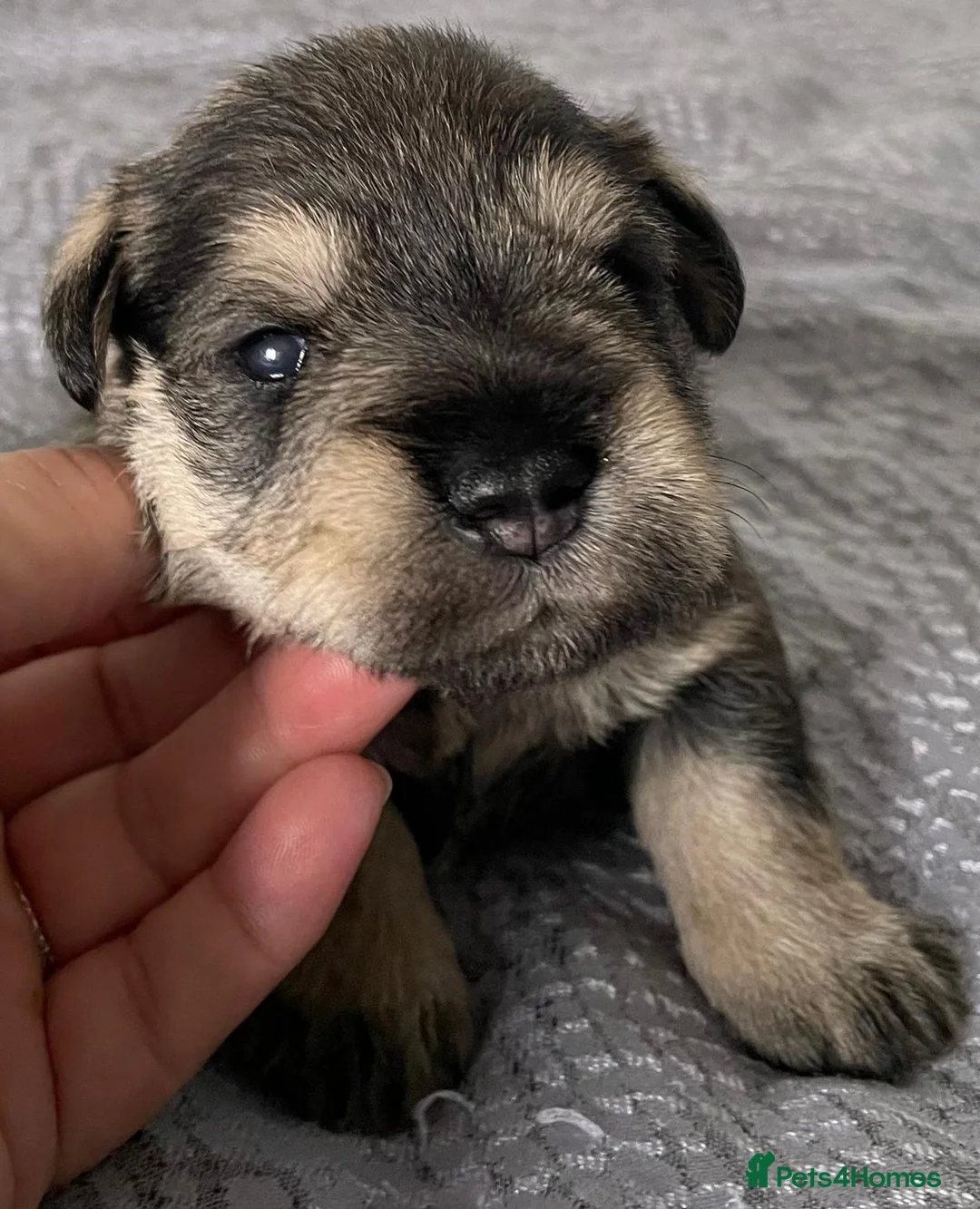 Miniature Schnauzer dogs for stud: Handsome black and silver Miniature Schnauzer  in Cambridge - Advert 24