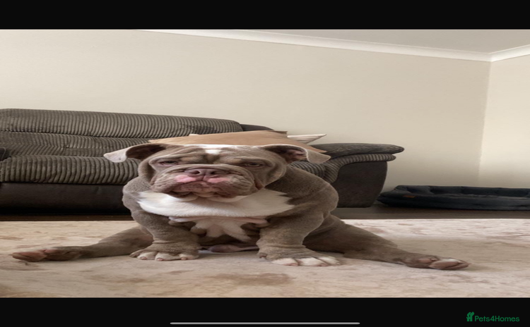 English Bulldog dogs - Advert 1