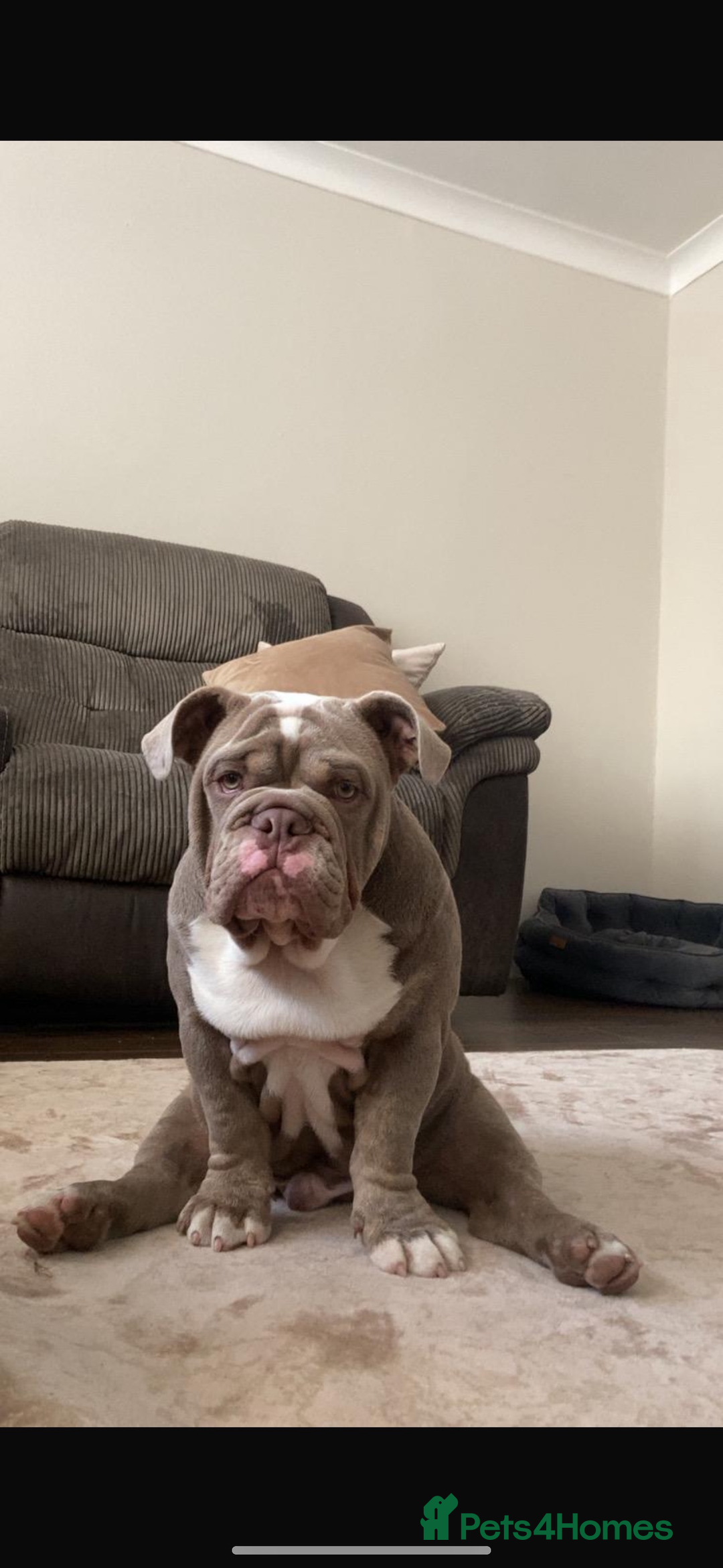 English Bulldog dogs for sale: Intact male lilac British bulldog - Image 1