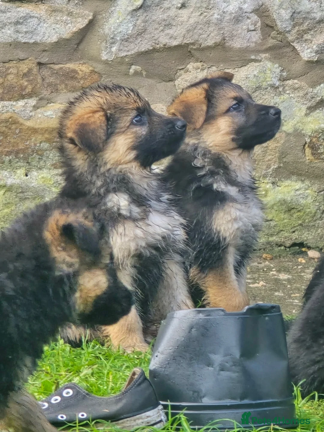 German Shepherd dogs for sale: Gorgeous German shepherd puppies - Advert 1