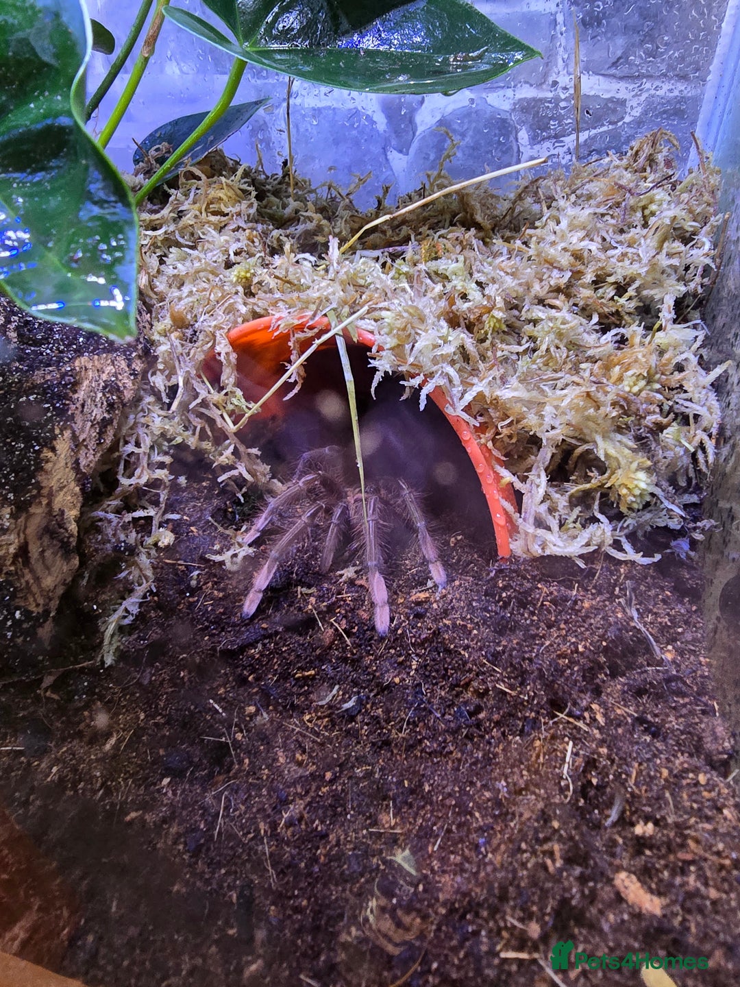 Tarantulas invertebrates for sale: Pink toe goliath/theraphosa apophysis  - Advert 4