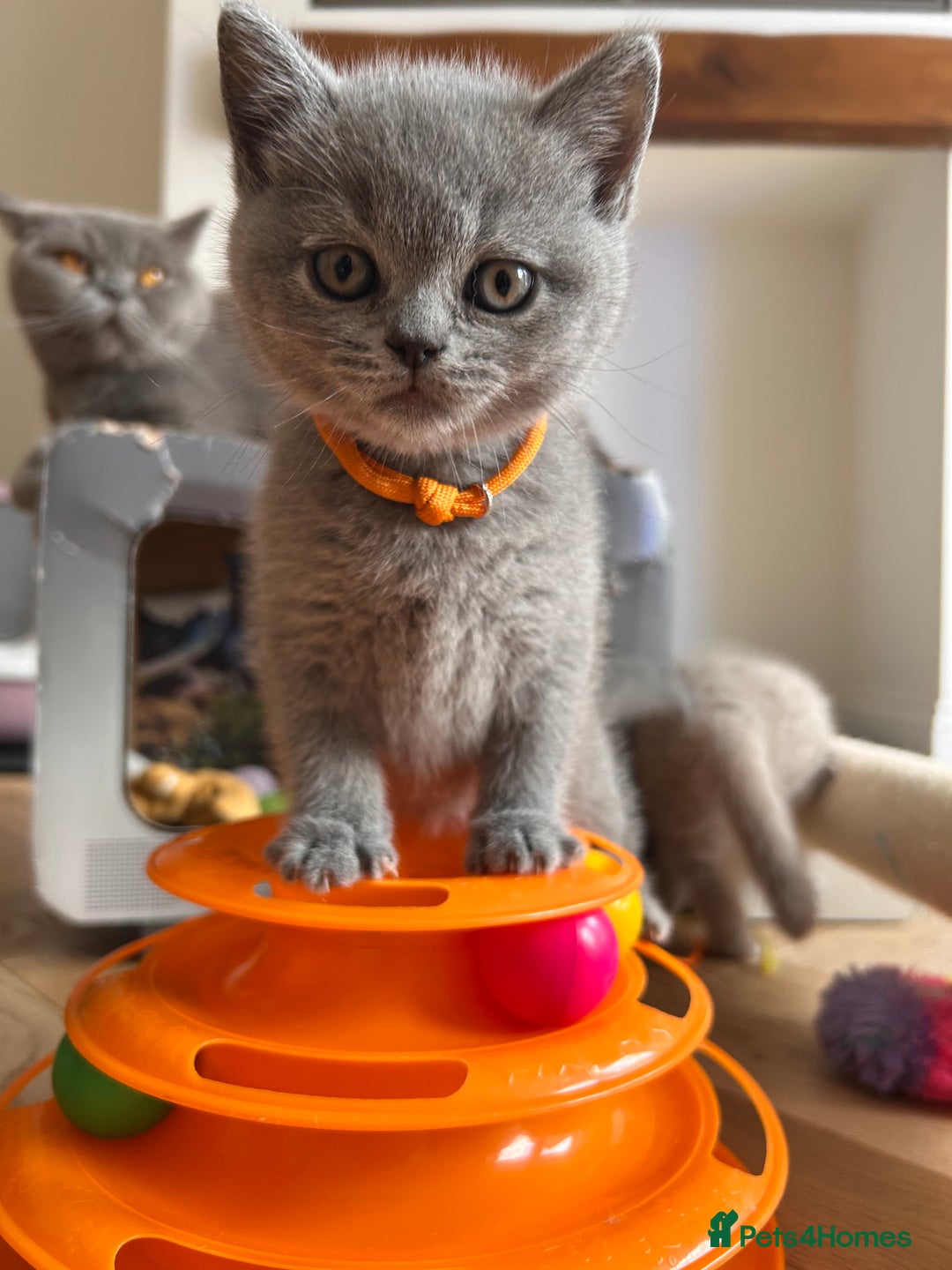 British Shorthair cats for sale: Charming GCCF British Shorthair Kittens 🐈‍⬛  - Image 17