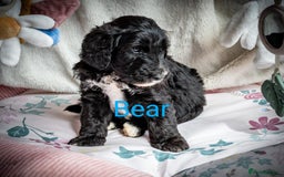 Sheepadoodle dogs for sale: Sheepadoodle Puppy 6 - *READY SOON* F1 health tested sheepadoodles  - Image 24
