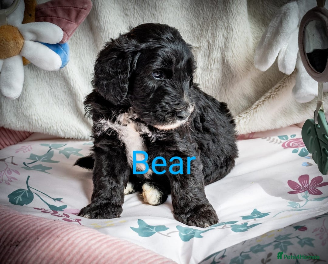 Sheepadoodle dogs for sale: Sheepadoodle Puppy 6 - *READY SOON* F1 health tested sheepadoodles  - Image 24