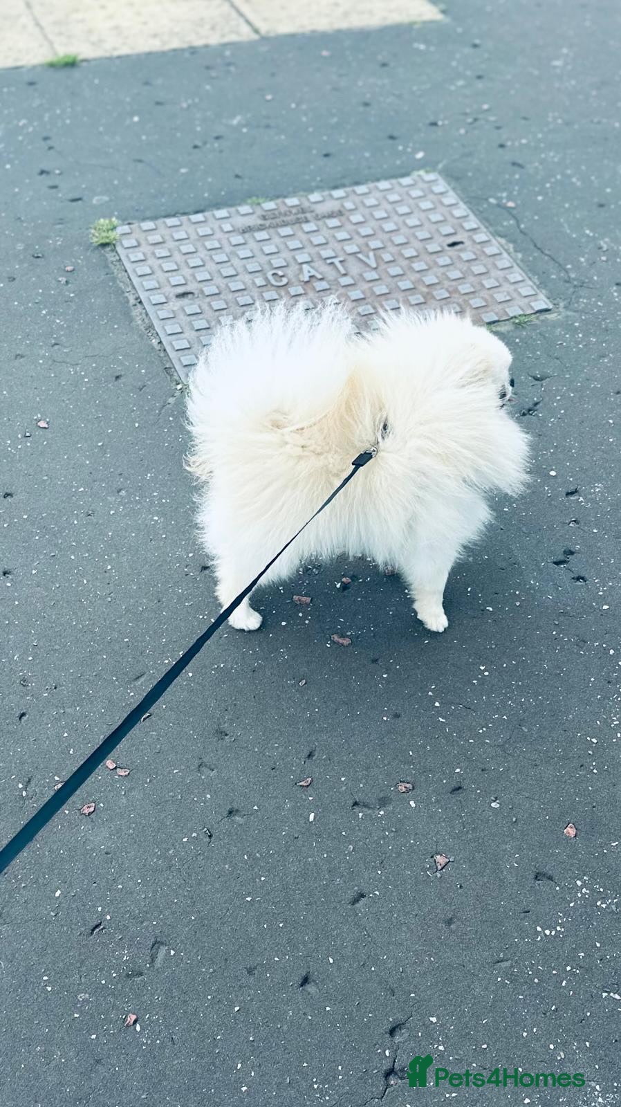 Pomeranian dogs Tiny White/cream Pomeranian stud  - Advert 6