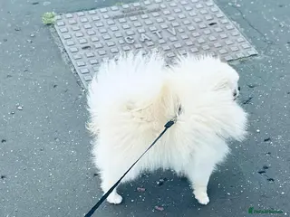 Pomeranian dogs Tiny White/cream Pomeranian stud - Advert 6