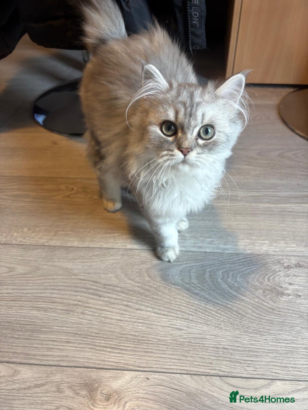 Persian cats for sale: Persian chinchilla kitten - Image 3