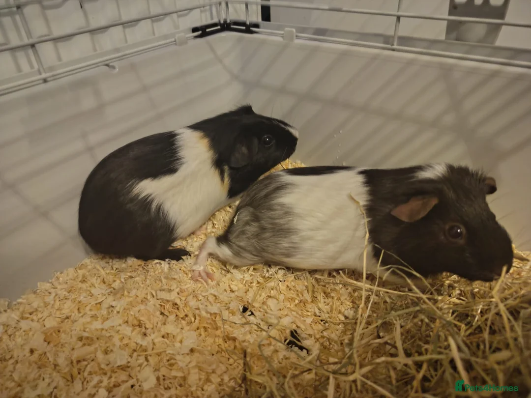 Guinea Pig rodents for sale: 2 female guinea pigs for sale - Advert 2