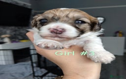 Poochon dogs for sale: Poochons💥 2 Beauties READY TO LEAVE NOW 💥  - Image 18