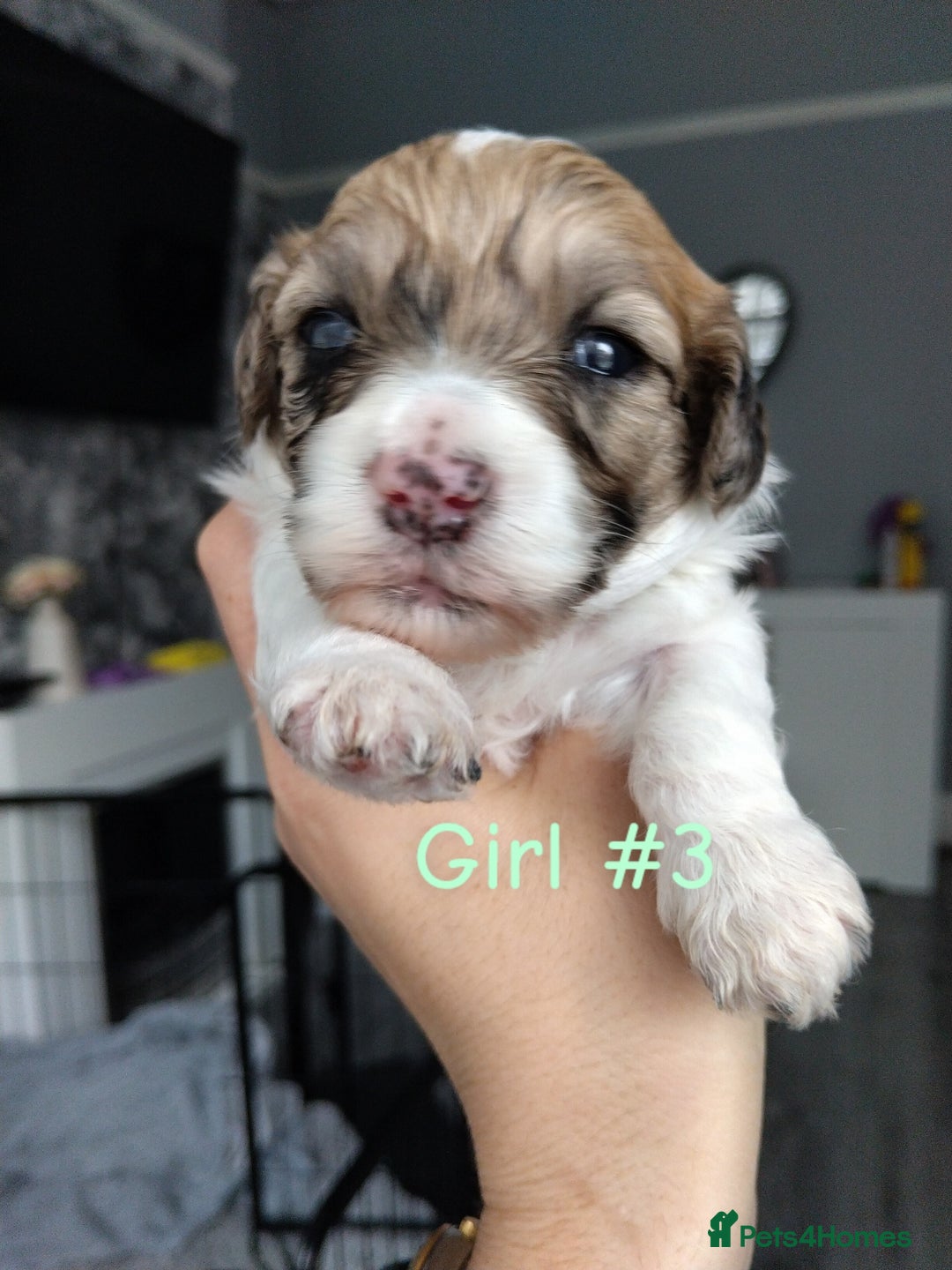 Poochon dogs for sale: Poochons💥 2 Beauties READY TO LEAVE NOW 💥  - Image 18