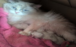 Ragdoll cats for sale: Beautiful Ragdolls  - Image 5