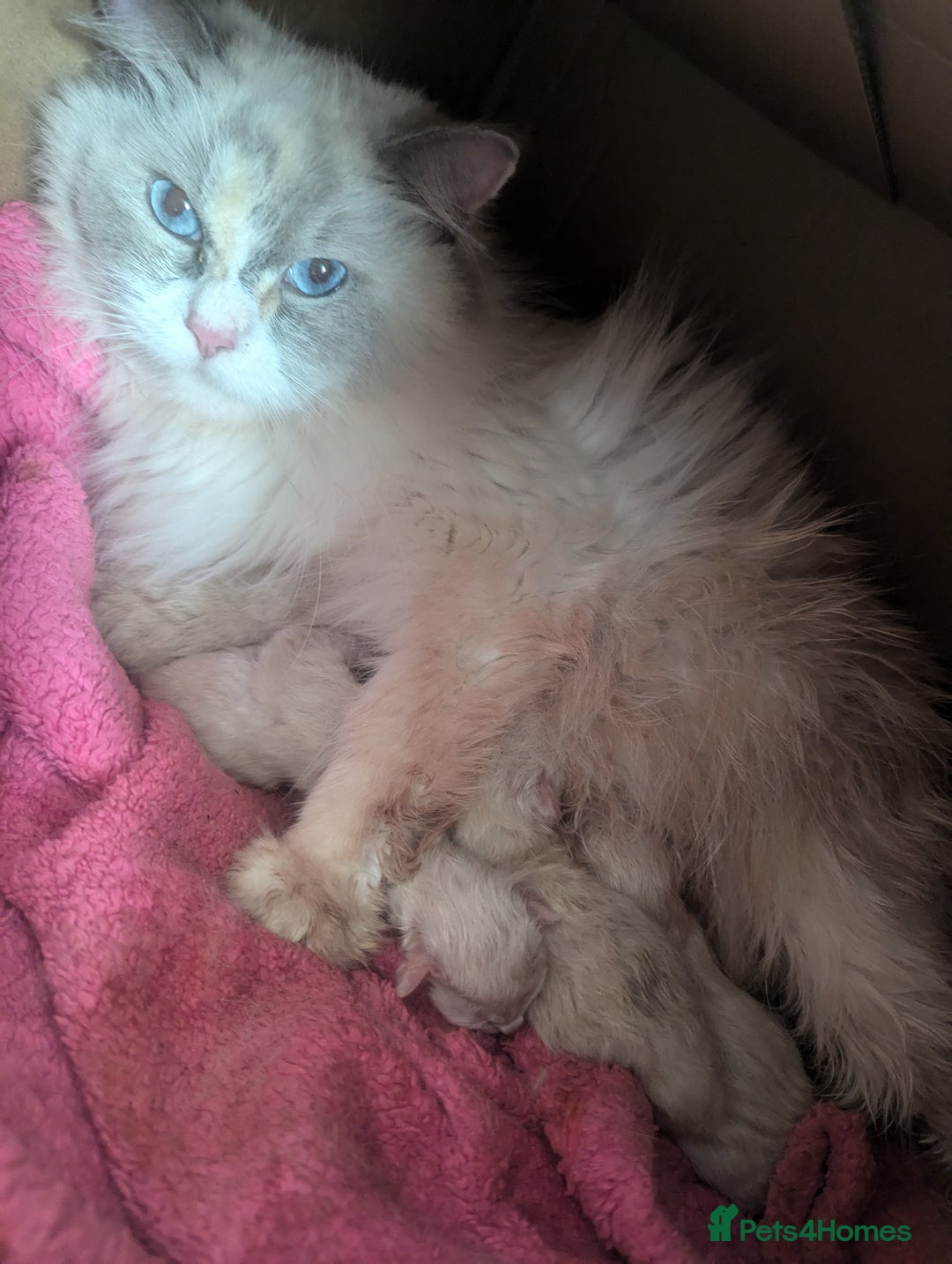 Ragdoll cats for sale: Beautiful Ragdolls  - Image 5