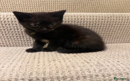 Domestic Shorthair cats for sale: Shorthair Kittens - Image 19